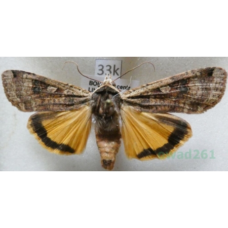 Noctua pronuba (Linnaeus, 1758) Rolnica tasiemka Czech33k